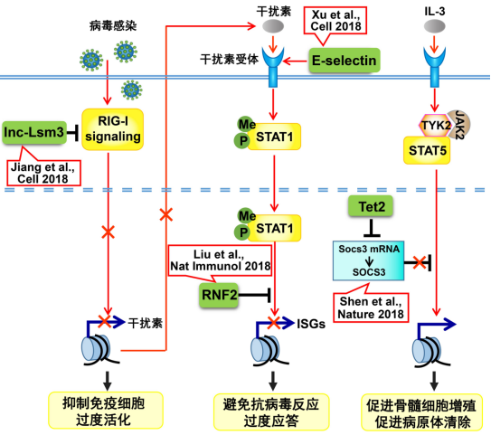 参与天然免疫应答与炎症反应的新型分子及其调控机制示意图