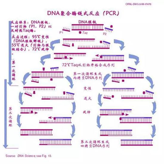 PCR过程示意图（图片来源：http://www.baike.com/wiki/%E8%81%9A%E5%90%88%E9%85%B6%E9%93%BE%E5%BC%8F%E5%8F%8D%E5%BA%94）