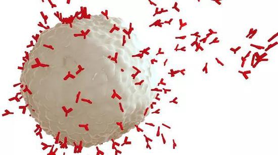 ▲ 生产抗体的B细胞 　（图源：V。 ALTHOUNIAN， SCIENCE TRANSLATIONAL MEDICINE）