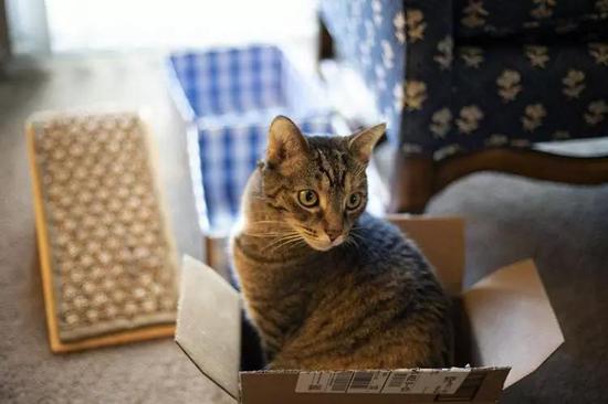 薛定谔选猫作为实验对象是不是因为猫爱钻盒子……图片来源：Unsplash