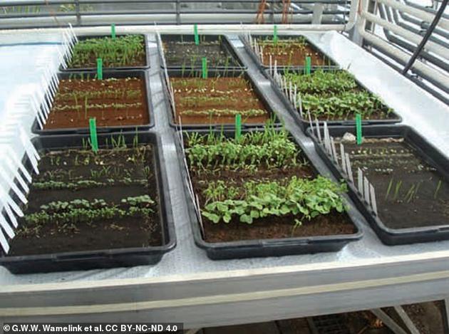 　　最新试验结果显示，现在可以在火星和月球模拟土壤中种植9种植物，其中包括：藜麦、萝卜、西红柿等。